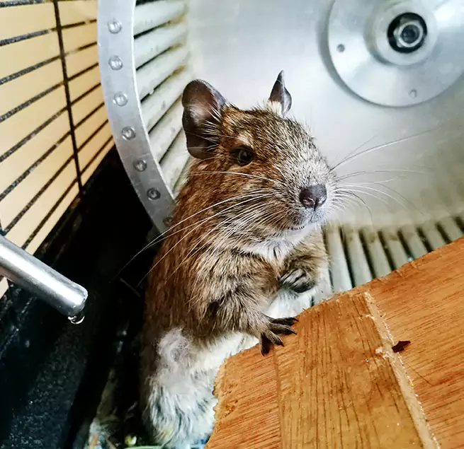 Why Homeowners & Businesses Trust Us Wheeling, IL?